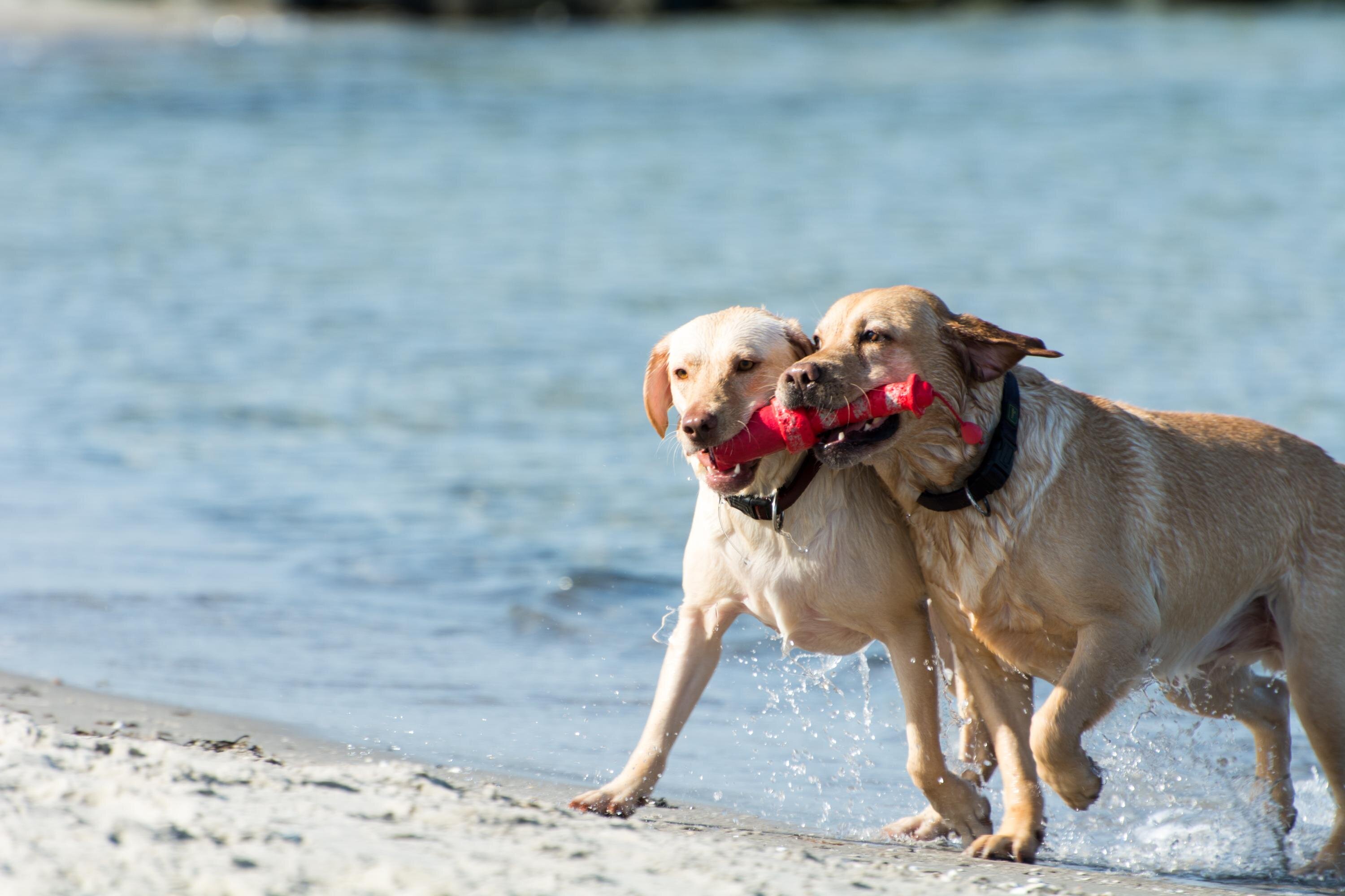 Kiel - Hundestrände Cover Foto