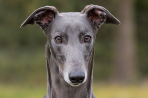 Qualitativ hochwertiges Foto des Kopfes eines Greyhound.