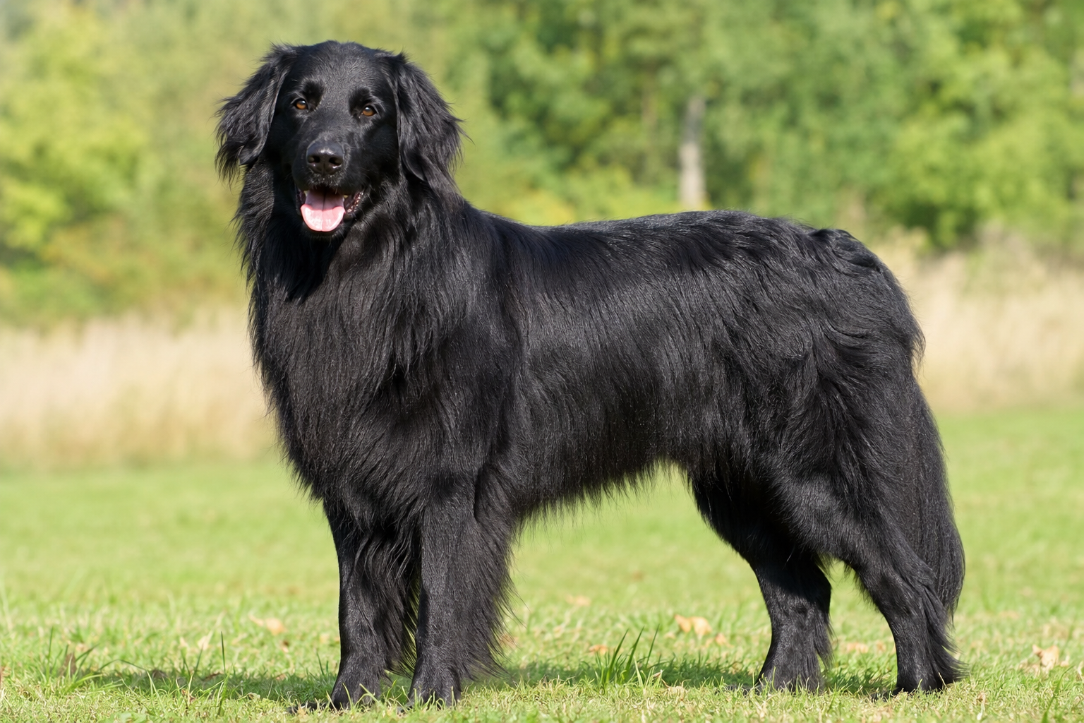 Schwarzer