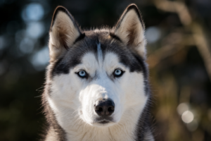 Hochertiges Aufnahme des Kopfes eines Sibirian Husky